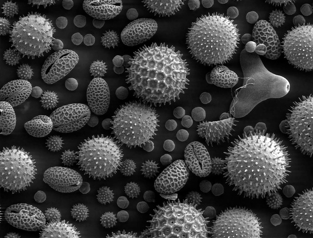 Indoor Air Quality Pollen Indoor Air Quality Pollen