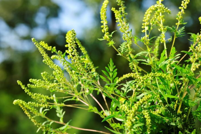 ragweed
