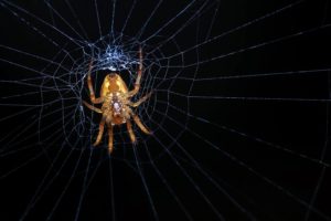 Spooky Spider Web Spooky Spider Web