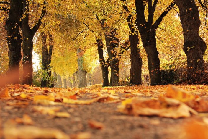 Fall HVAC Tune Up Fall HVAC Tune Up